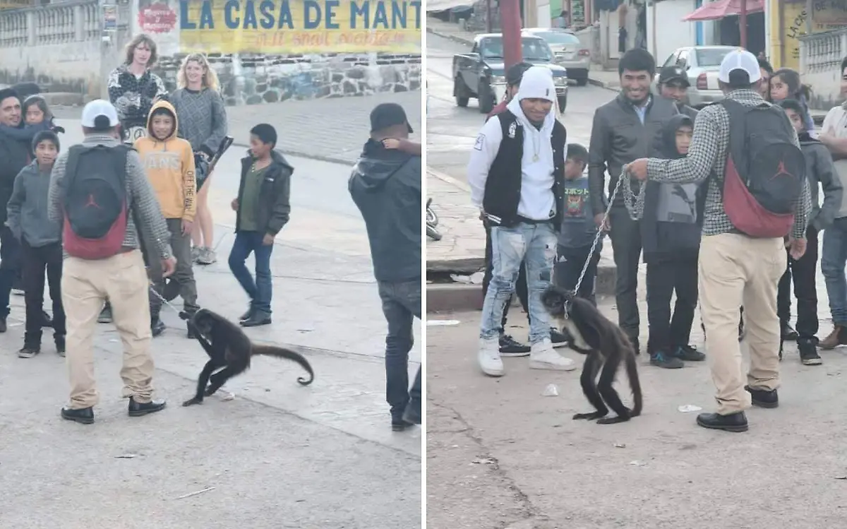 Mono araña